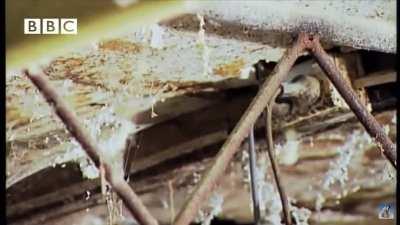 Mice infestation in pig farm