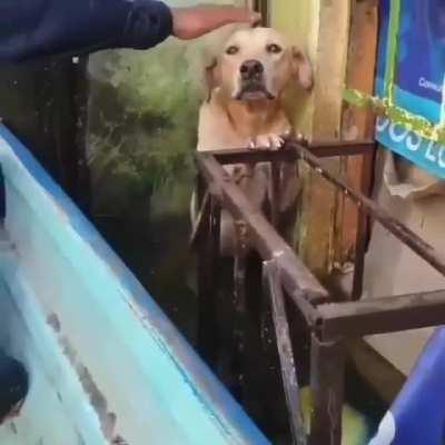 Taking a dog into the boat