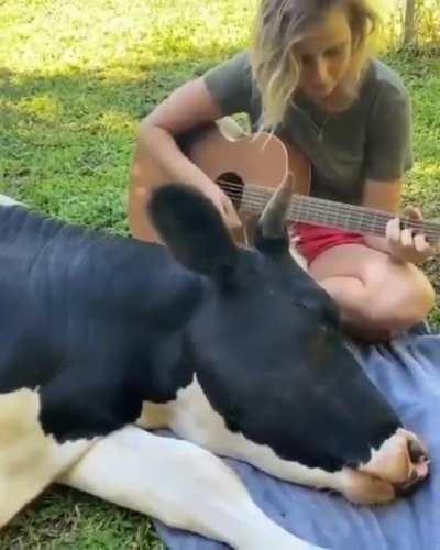 How much cows love music
