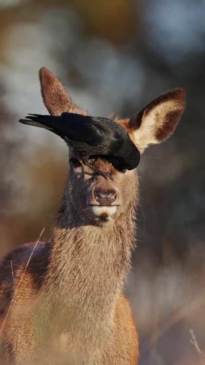 🔥Symbiotic relationship between a jackdaw and a red deer
