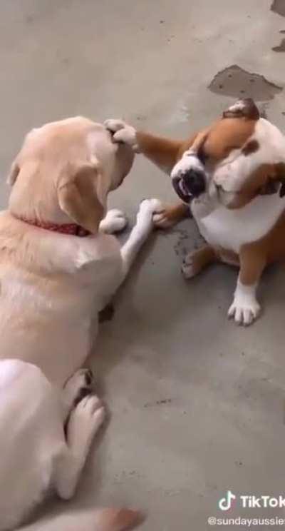 Animals need prayer too