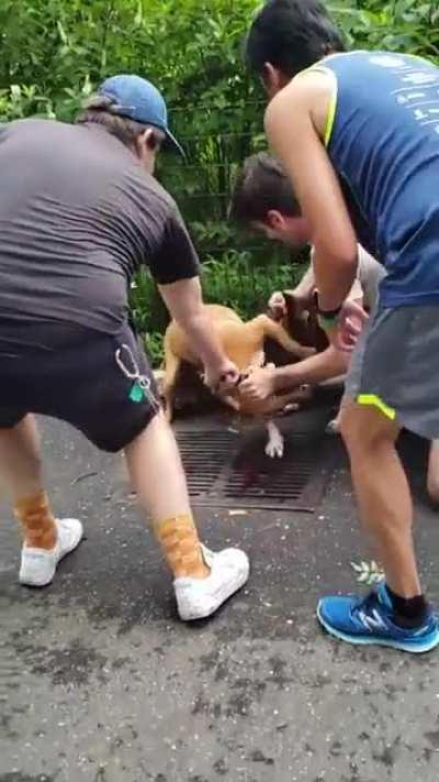 What y’all woulda did if this was yo dog? (Happened in Fort Greene BK)