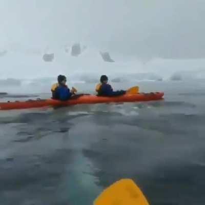 🔥 Kayakers encounter a whale 🔥