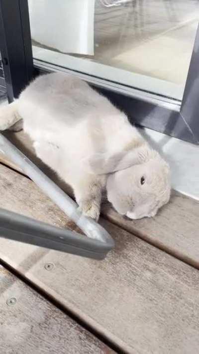 He puts the Lop in flop