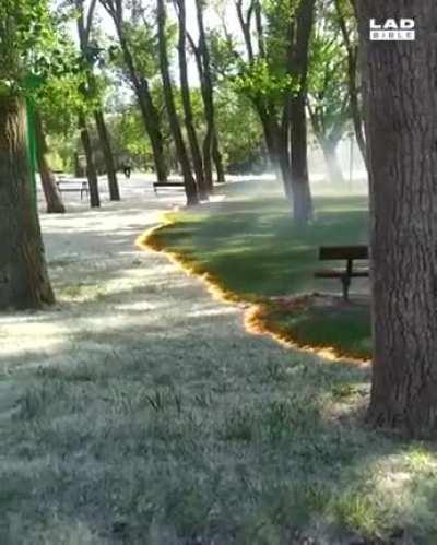 Pollen burning is so mesmerizing WCGW?