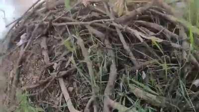 Americans On A Rampage Through Russian Defenses