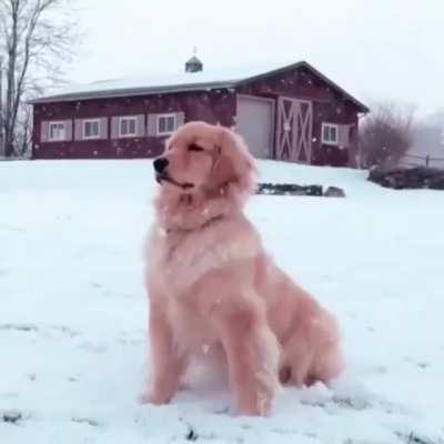 Knight serving the kingdom