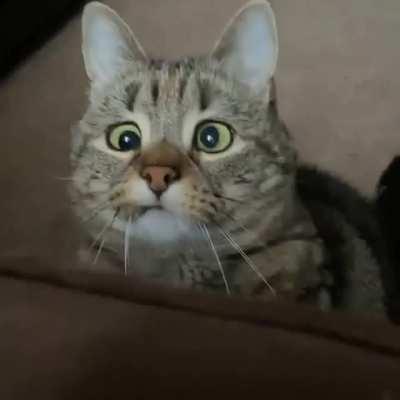 The great hunter stalks it's prey