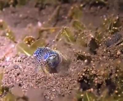 A baby squid trying to camouflage for the first time after being born