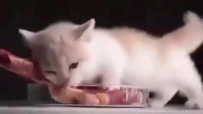 The ravenous scourge 