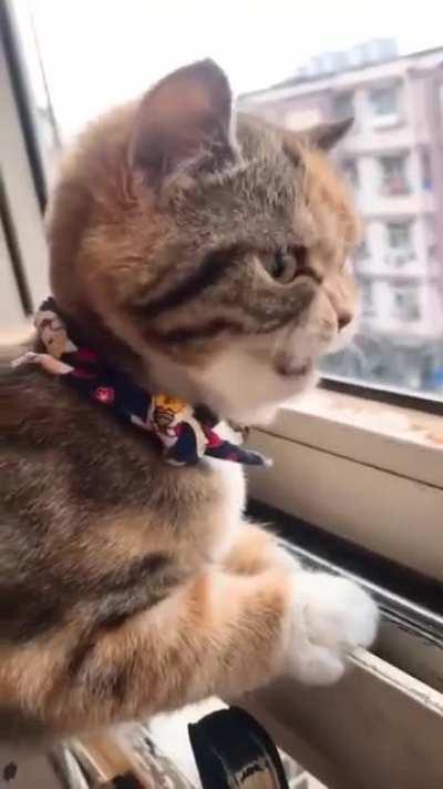 I think he saw a bird or a lizard