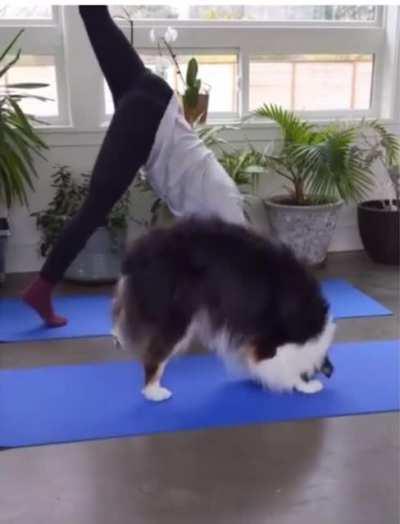 Hund macht Yoga mit seiner Besitzerin