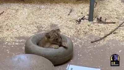 A lion cub meeting his dad.