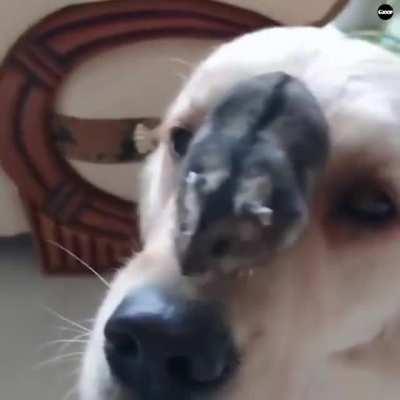 Дамы и Господа! 3 минуты и 7 секунд милоты вам в ленту!