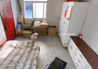 Коты, хитрые негодяи!