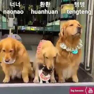 This is why many Crypto coins named after Dogs, not Cat. (credit to Dog Awesome)