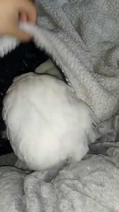 She is verry eggy (sound on !)