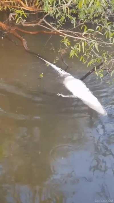 Piranhas Eating A Caiman