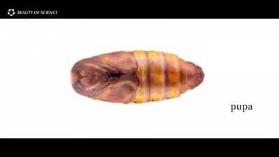 Life Cycle Of A Silkworm