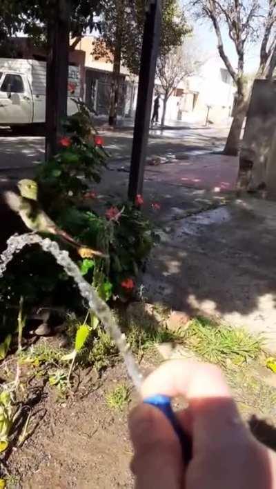 Have you ever seen a Hummingbird shower?