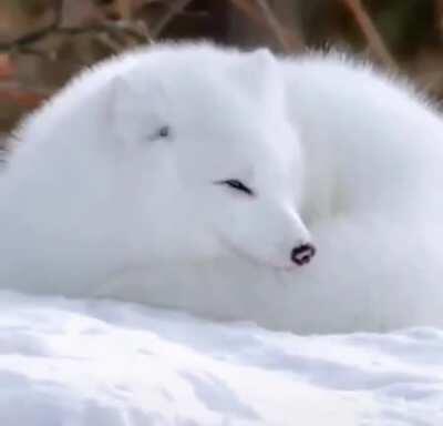🔥 A fluffy Arctic fox curling up in the snow 🔥