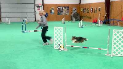we&rsquo;ve been doing agility training for two months now! so proud of her.