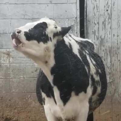 Catching snowflakes on your tongue