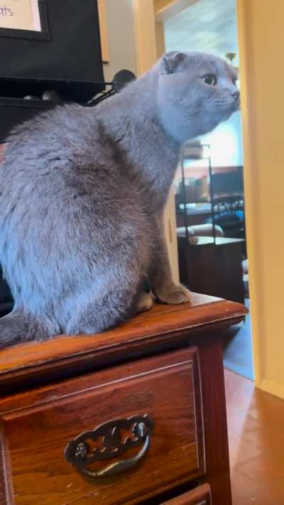 Weird periodic reverse sneeze in kitten after eating, then vomited - vet unsure - has anyone seen this before?