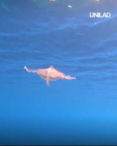 Jellyfish caught in a spin.