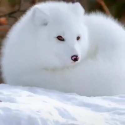 The whitest and fluffiest.