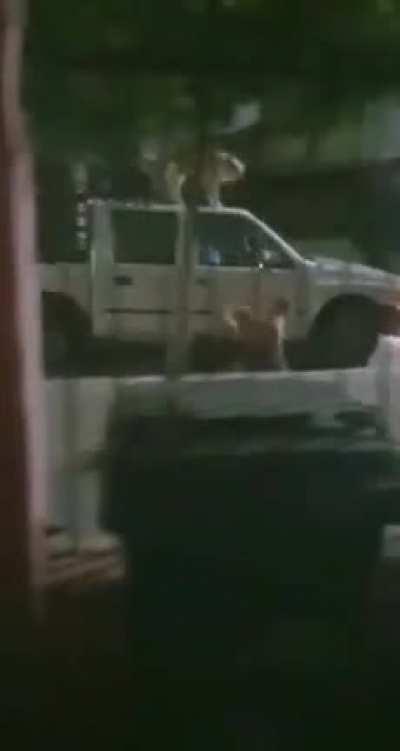 Viernes y los firulais lo saben