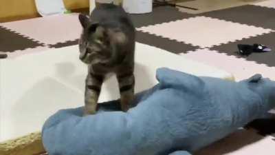 transphobic violence rule