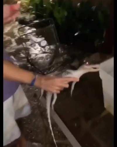 WCGW kissing a mini gator