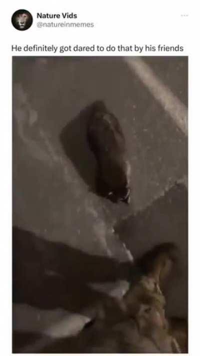 Well I tap it, I have done with dare