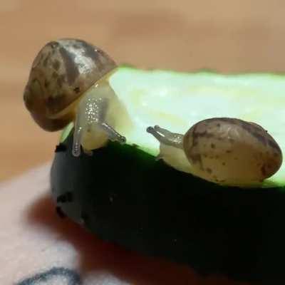 you can see the zucchini actually being eaten by my 5 week old garden snails !!! (,: