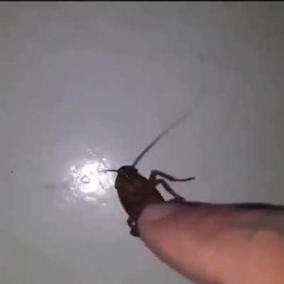 My favourite baby, Roachie.