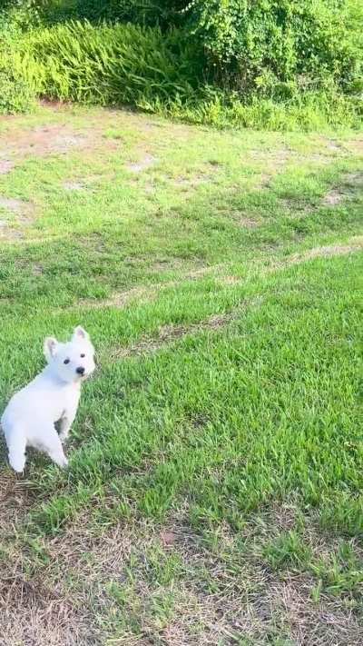 The bunny always wins