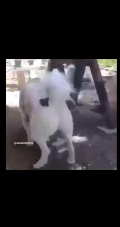 What the Dog doing??