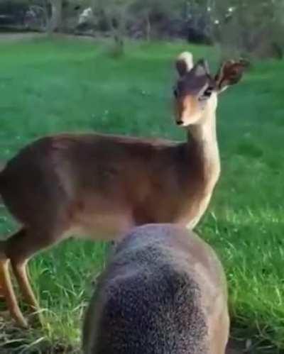 Two round dik-diks feasting