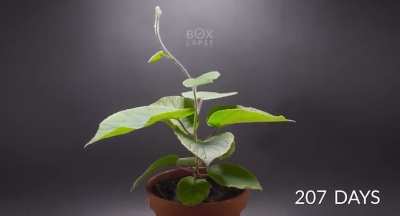 Kiwi plant time lapse; Box lapse OC