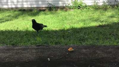 I've been feeding the local crows. Now they hang out around my house and caw for treats.