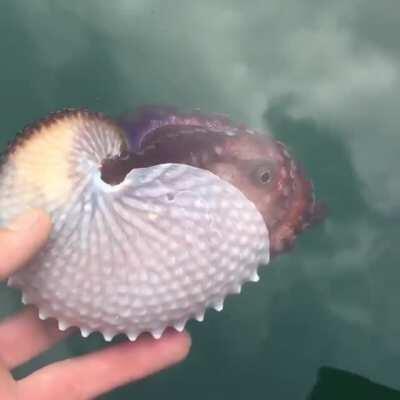 Lots of these paper nautilus octopuses were stranded during the recent storms - here's one that was released after betting stuck in the harbour
