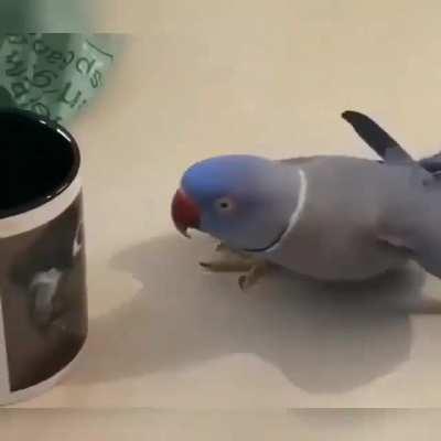 This birb's reaction to a picture on the cup