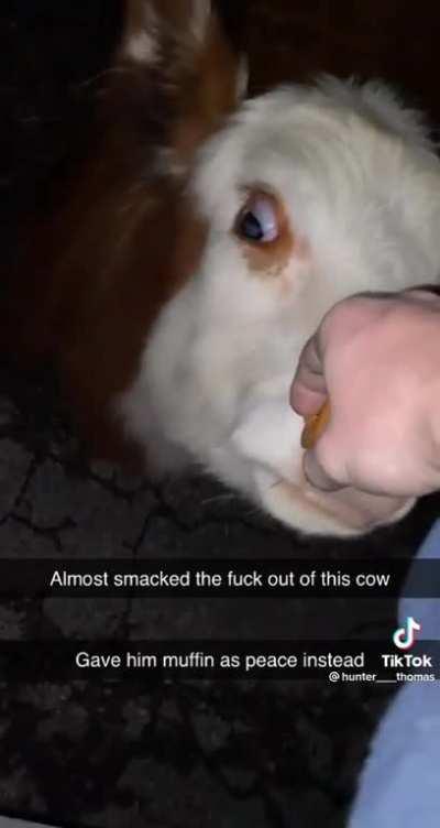 A cow story that just gets more random..