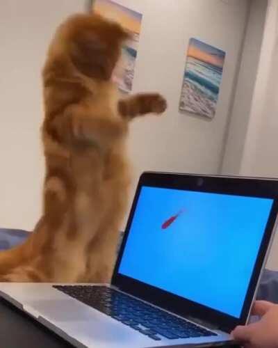 Wcgw showing your cat fish on your laptop