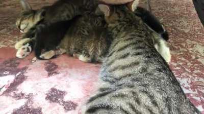 One of these kittens is not like the others…