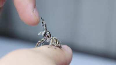 penelope my hyllus giganteus.