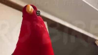 Goro Birbjima