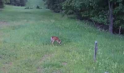 Hawk attacks a Rabbit but is beaten to death by a Deer.