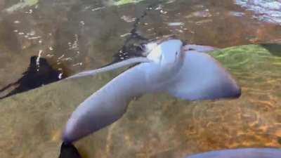 Stingray stuck on the wrong side of the petting pool divide
